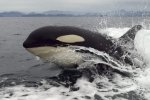 An Orca whale enjoys surfing in the wake of a boat and provides onlookers with a close-up view as she comes up for air off Vancouver Island.