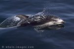 Popular vacation activity, swim with Dolphins