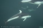 White Sided Dolphin under the Sea in British Columbia