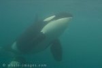 Orca whale swimming in its underwater world, the Pacific Ocean.