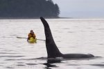 Johnstone Strait of Northern Vancouver Island is THE location for kayaking. with Killer Whales