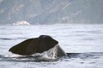 One of the best spots for Sperm Whales, Whale Watch Kaikoura