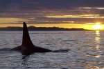 The perfect evening for whale watching when the air is crisp and cool off the Northern tip of Vancouver Island, BC, Canada.