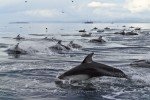 Photos of Wild Dolphins , Pacific White-sided Dolphin