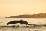 Humpback Whales diving - Wildlife Photography