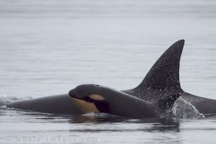 Baby Pictures of a newborn Transient Orca Whale