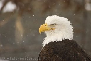 Bald Eagle Picture