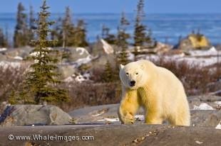 A canadian polar bear walking along the scenic landscape at the Hudson Bay near Churchill in manitoba, Canada