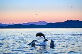 Three jumping Pacific White Sided Dolphins just after sunset with beautiful scenery of the British Columbia Mountains.