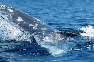 Gray Whales of the coast of Baja California, Mexico