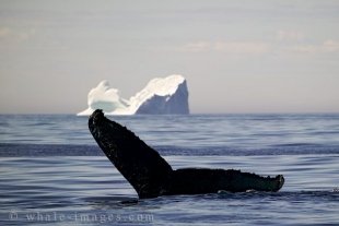 Whale diving in front of an large Iceberg, Ice Cube
