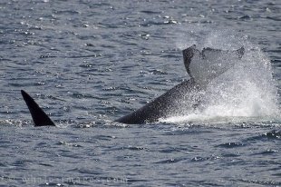 A behavior that is commonly seen off Northern Vancouver Island in British Columbia, Canada amongst a Killer Whale family is tail slapping.