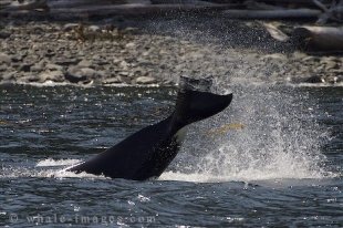 A Killer Whale flicks kelp in the air with its tail in British Columbia, Canada.