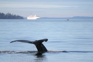 Humpback Whale and Cruise ship on Ocean Avenue