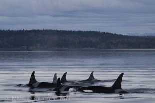 Offshore Killer Whales are rarely seen along the coastline off Northern Vancouver Island, British Columbia.