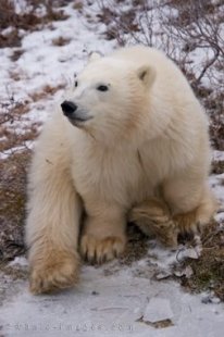 Passengers aboard a tundra buggy tour to the Churchill Wildlife Management Area in Manitoba, Canada watch a Polar Bear cub but at the same time, the cub watches the passengers.