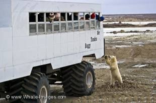 Churchill in northern Manitoba, Canada is known for one of the very best polar bear tours with the famous arctic tundra buggy.