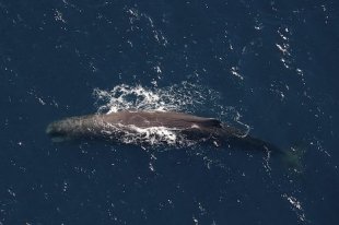 An aerial photo gives you a true picture of how big a Sperm Whale actually is.