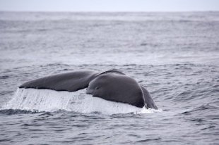 The tail is the last thing you see on the Whale Watch Kaikoura trip as the Sperm Whale dives off the South Island of New Zealand.