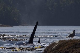 While on a Killer Whale watching tour off Northern Vancouver Island in British Columbia in Canada two whales play games amongst the kelp.