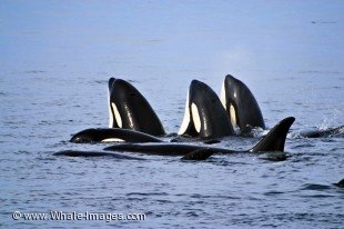 Orca Whales spyhopping - Whale Watching on Superpod Day
