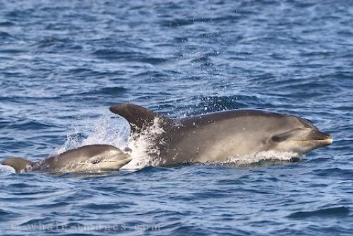 Baby Bottlenose Dolphin