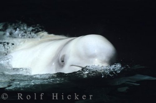 Beluga Whale