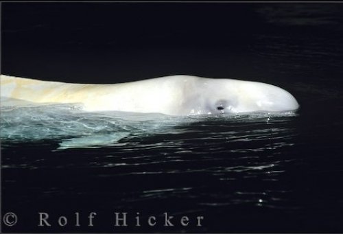 Beluga Whale Picture