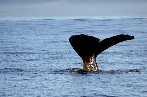 Cetaceans