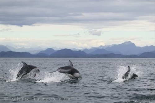 Dolphin Encounters