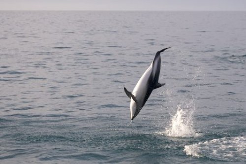 Dusky Dolphin Image