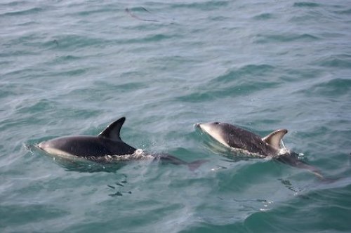 Dusky Dolphins Close Encounter Kaikoura New Zealand