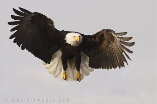 Flying Bald Eagle Photo Homer Alaska