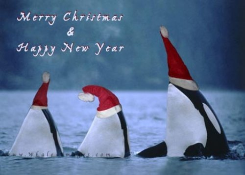 Funny Whales For Christmas