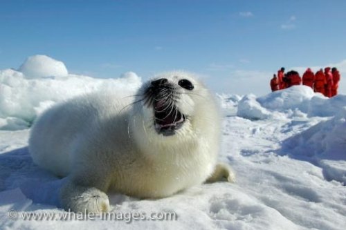 Ice To Protect Seals Picture Humane Society Gulf Of St Lawrence