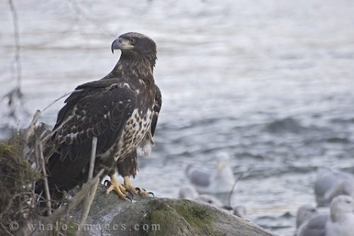Juvenile Bald Eagle Photo