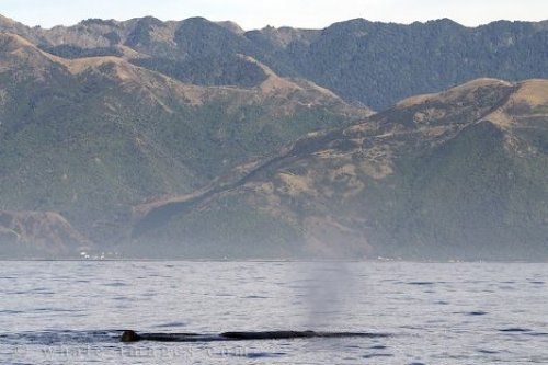 Kaikoura Bay