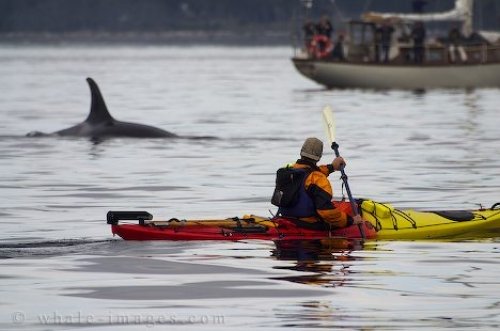 Kayaking With Orca Whales