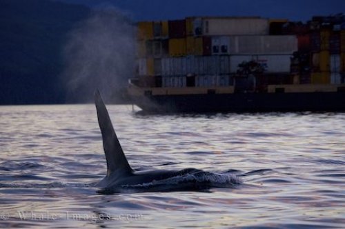 Killer Whale Boat Traffic Northern Vancouver Island