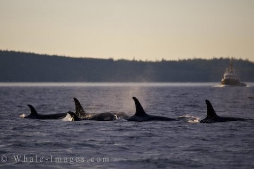 Killer Whale Family Northern Vancouver Island BC