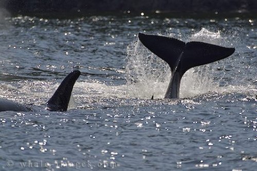 Killer Whale Tail Display Northern Vancouver Island