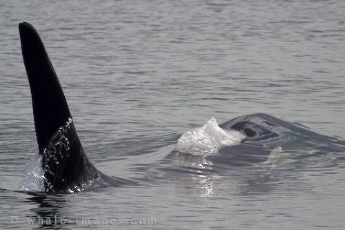 Male Orca Whale Dorsal Fin Northern Vancouver Island