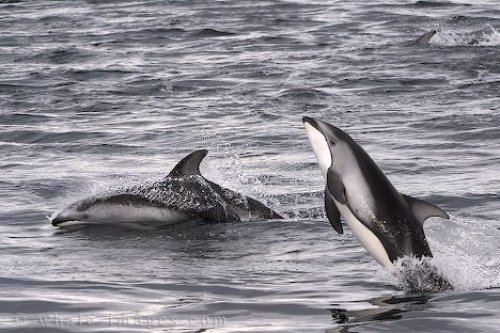 Marine Life