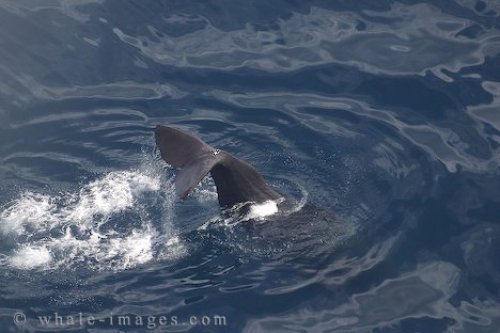 New Zealand Wildlife