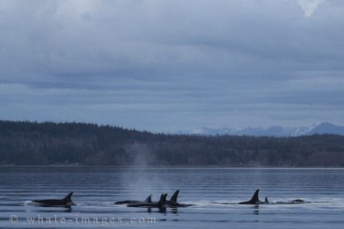 Offshore Killer Whales