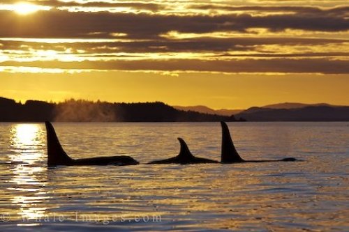 Orca Family