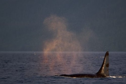 Orca Male