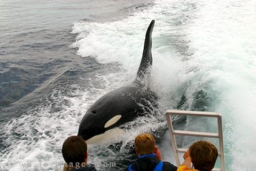 Orca Whale Surfing