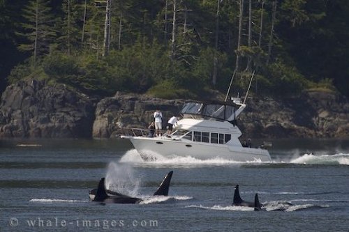 Orca Whale Watching Vancouver Island