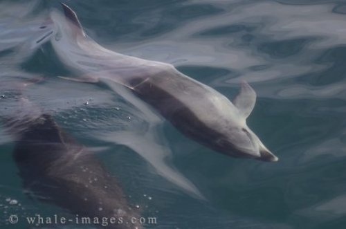 Picture Of Bottlenose Dolphins